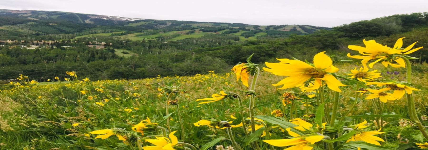 McCartney Properties Aspen, Colorado Vacation Rentals