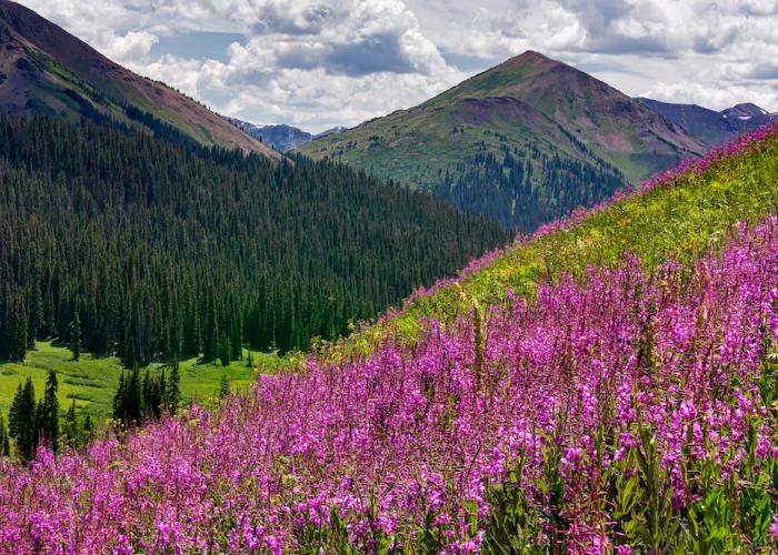 McCartney Properties Aspen, Colorado Vacation Rentals