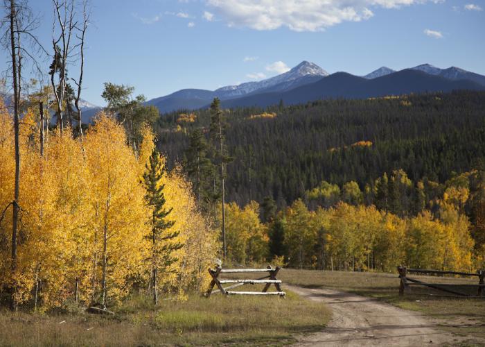 aspen trees in fall in aspen with mountains in background