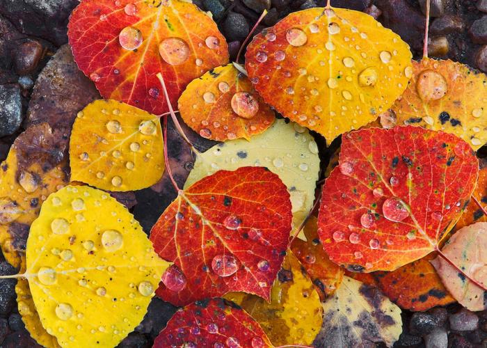 multi-colored aspen leaves on the ground with rain drops on them
