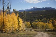 aspen trees in fall in aspen with mountains in background