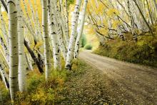 Fun Facts About Aspen Trees | Aspen Blog | McCartney Properties 