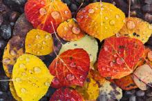 multi-colored aspen leaves on the ground with rain drops on them