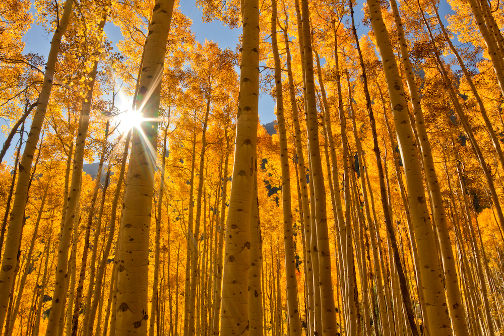 view from beneath yellow-leafed aspen trees