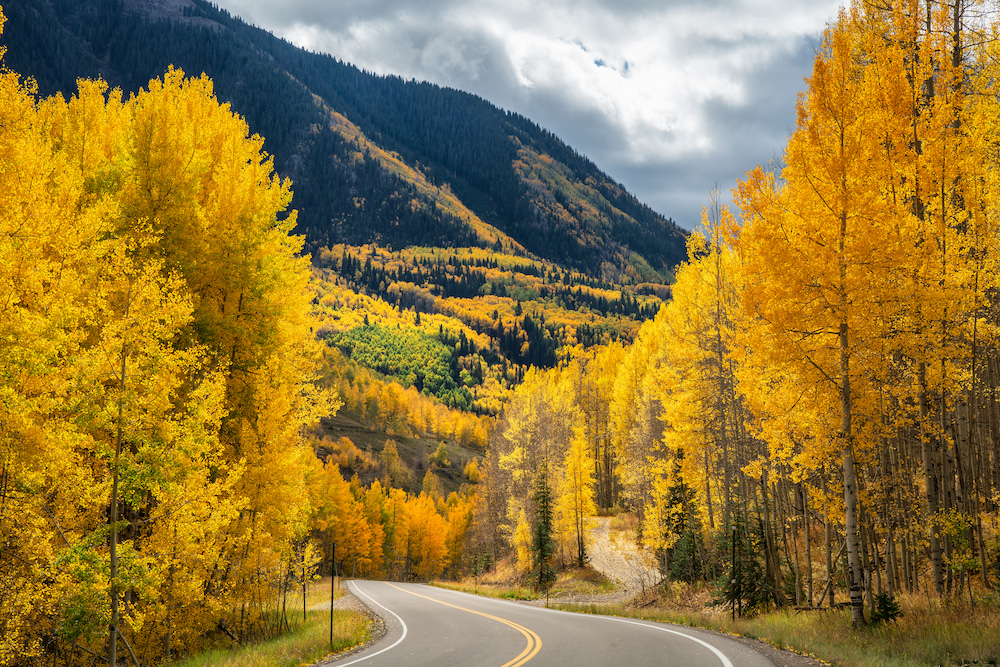 winding road flanked by yellow-leafed aspen trees