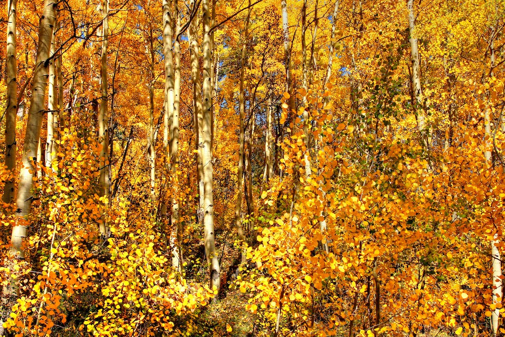 maroon bells in fall in aspen